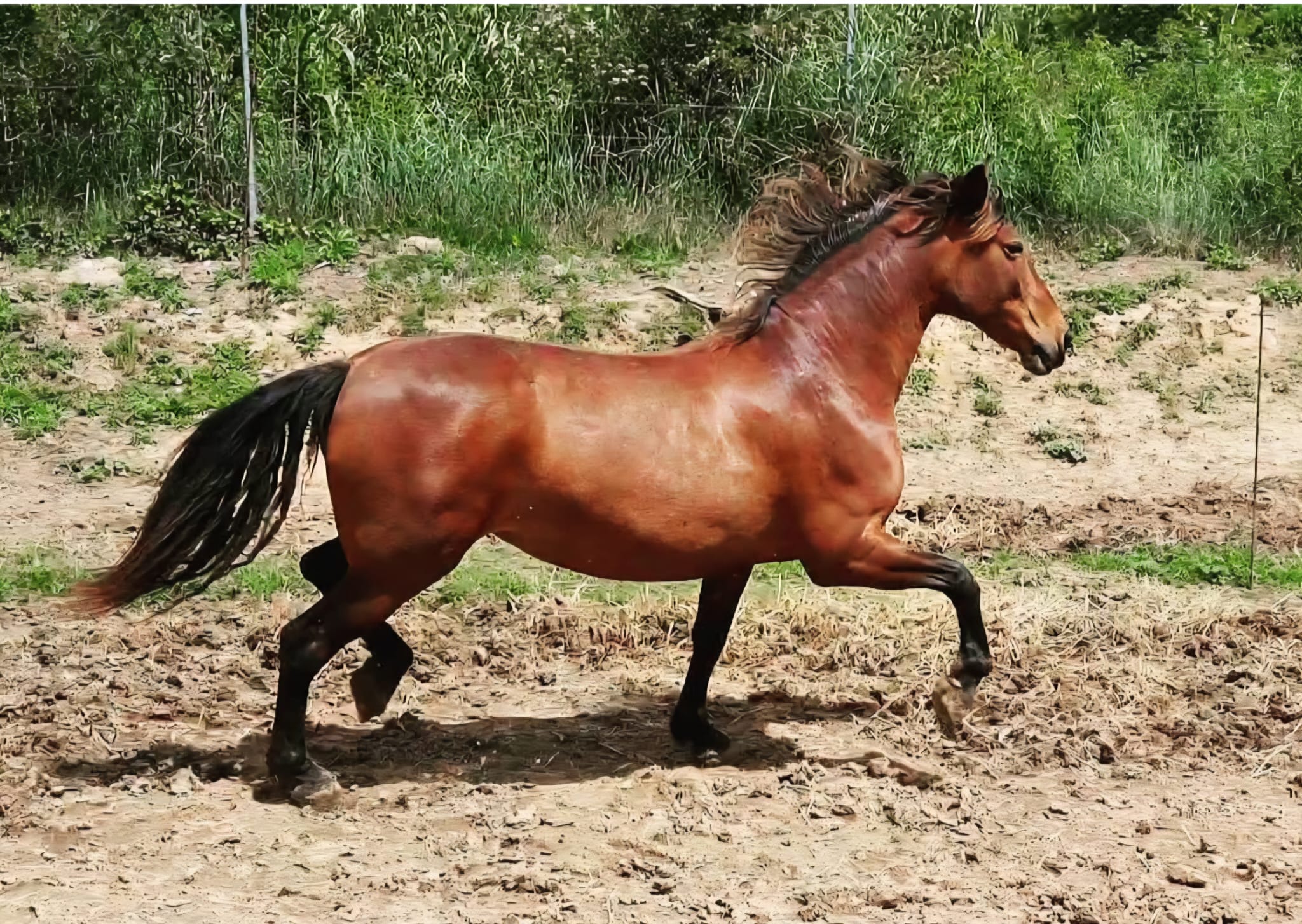 Caballo castaño corriendo al aire libre