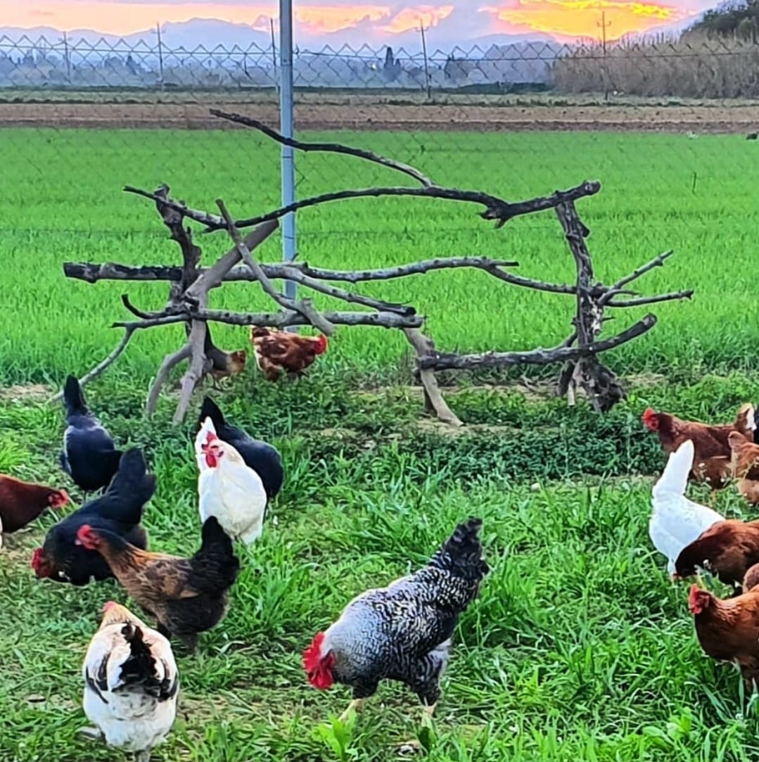 Gallinas de distintos colores entre la hierba