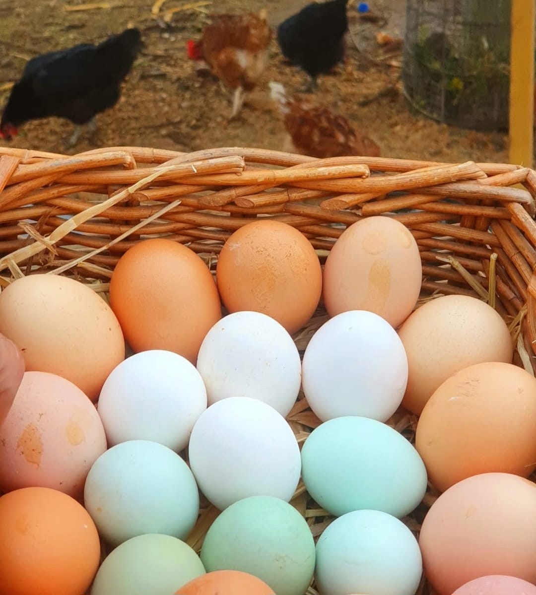 Cesta de huevos de distintos colores con gallinas al fondo