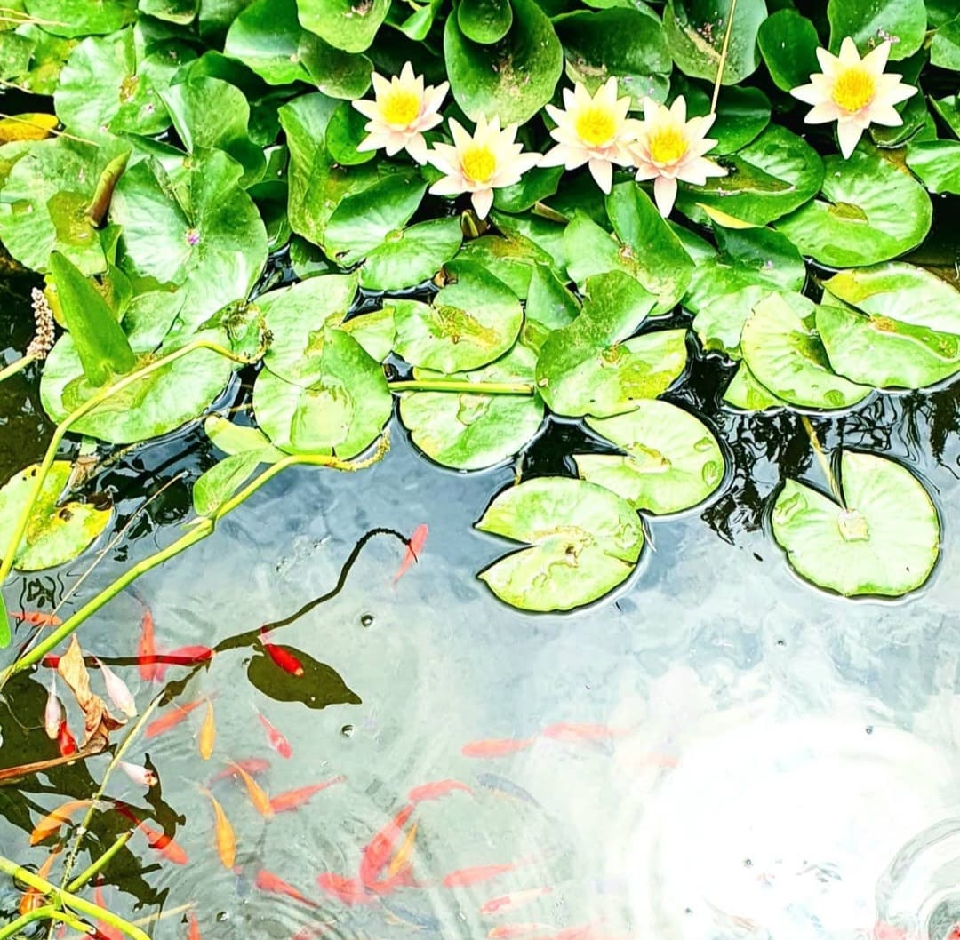 Peces de colores nadando entre nenúfares en el estanque