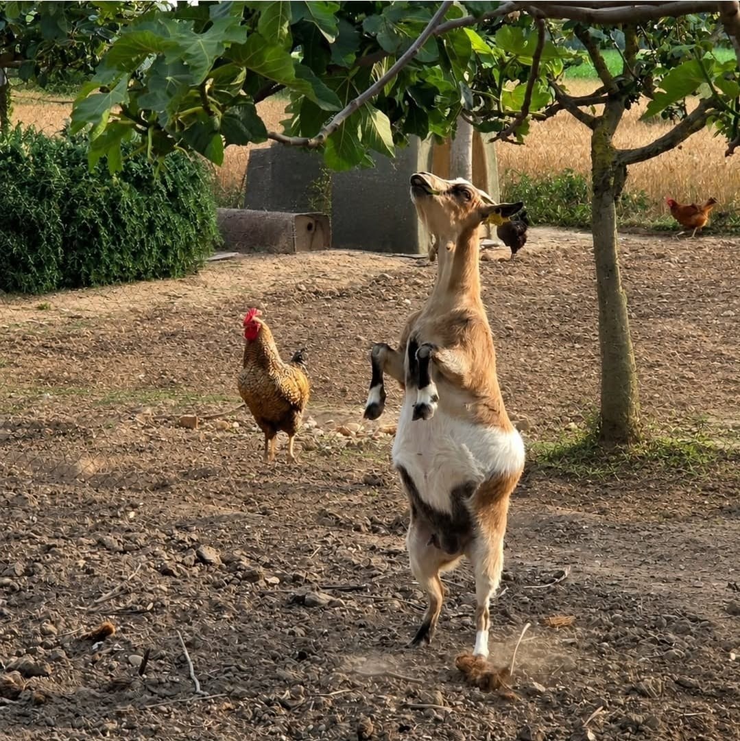 Una cabrita junto a las gallinas de la casa